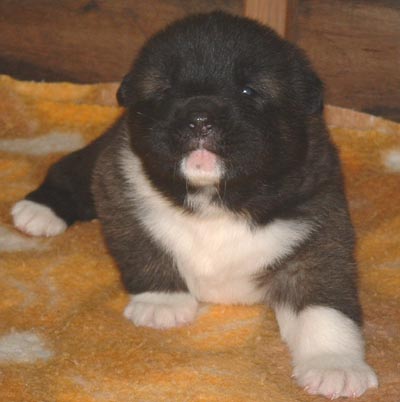 dogs and puppies together. Akita puppies