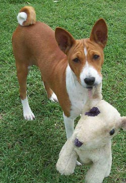  Puppies on Puppy Classified Ads  Buy Or Sell Your Australian Basenji Puppies Here