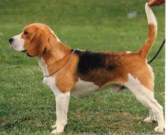 Beagle Puppies on Beagle Puppies For Sale  Beagle Puppies For Sale By Beagle Breeders In