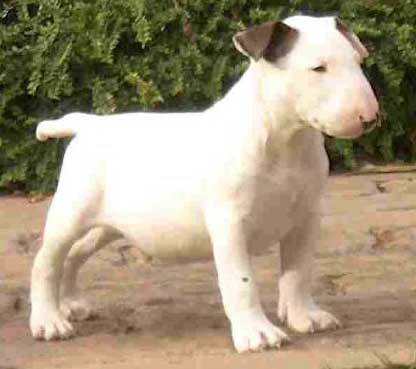 bull terrier puppy expression
