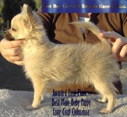 long haired chihuahua  puppies for sale