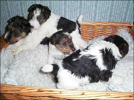 long haired dachshund puppies for sale. puppies for sale Australia