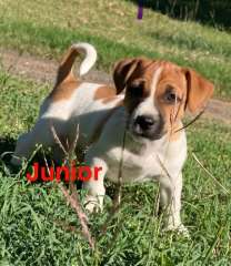 Jack Russell purebred male 