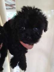 Hypoallergenic puppies Brussels Griffon X Toy Poodle