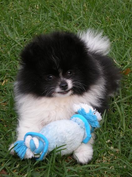 pomeranian puppies for sale in michigan. Pomeranian breeders, Australia