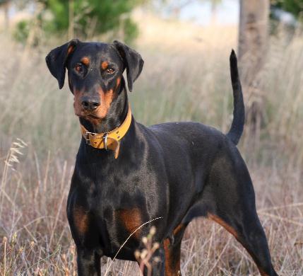 doberman puppies for sale. Dobermann puppies for sale in