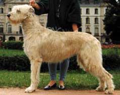 Irish Wolfhound Price Puppy