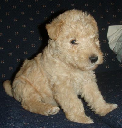 Spoodle Puppies on Puppies For Sale  Puppies   Dogs For Sale In Australia With Pups 4