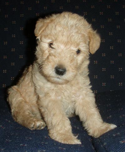 wheaten lakeland terrier puppies for sale