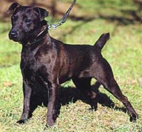 patterdale_terrier_03a_puppies_for_sale.jpg