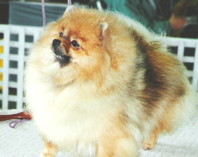 pics of puppies for sale. Pomeranian puppies for sale. Pomeranian puppies for sale by Pomeranian 