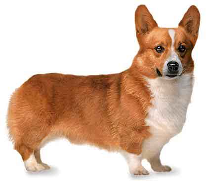Pictures of dogs - Corgi dogs 2