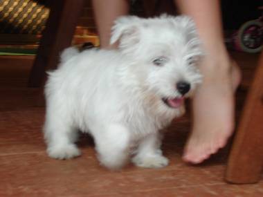 Yorkshire Terrier Puppies on White Terrier Puppies For Sale  West Highland White Terrier Puppies