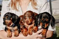 Mini Dachshund Puppies - Dapple &amp; Chocolate 