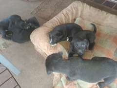 Labrador cross puppies 
