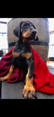 Doberman pups purebred