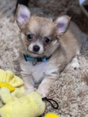 Purebred Chihuahua Puppies for Sale