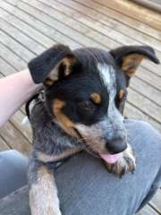 Purebred Blue Heeler
