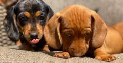 PUREBRED MINIATURE SMOOTH HAIRED DACHSHUNDS