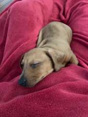 Dachshund mini smooth red pure breed