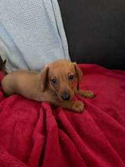 Mini smooth dachshund 