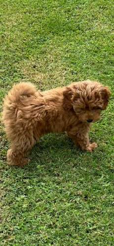 Cavoodle Second Generation Puppy For Sale