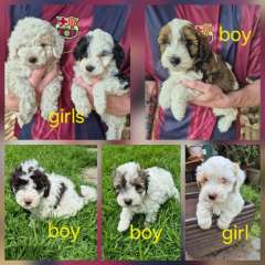 Moodle Puppies - Parti Colours - DNA Cleared