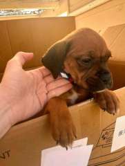Rottweiler and boxer mix puppies for sale