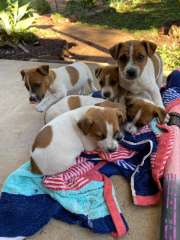 Jack Russell Puppies