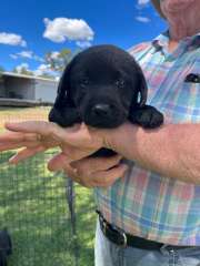 5 Purebred Black male Labrador’s  can deliver to Sydney,