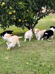 Pedigree Border Collie Puppies (with papers)