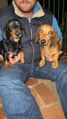 Cahara Dachshunds