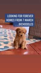 Bichoodle - bichon frise x toy poodle available  3 march