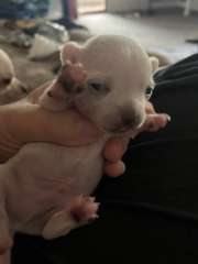Chihuahua puppies x3 shortcoat