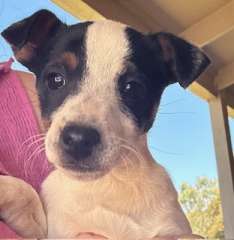 Female Tri-colour Mini Fox Terrier