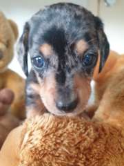 Mini pure dachshund puppy