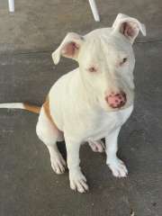 American Staffordshire Terrier - White 