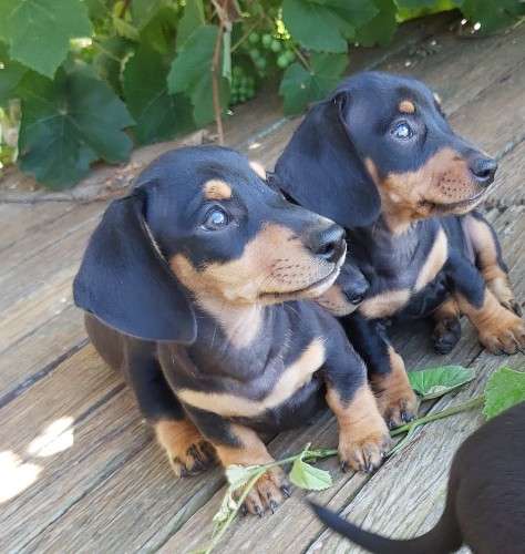 Mini Dachshund puppies