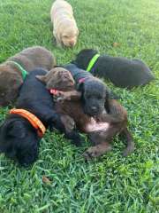 Labrador Puppies 