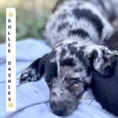 💛⭐️💛  DOLLIE Daschund Pups 💛⭐️💛‼️Ready        now‼️
