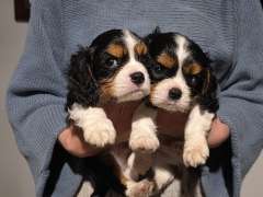 CAVALIER Puppies Blue Mountains area