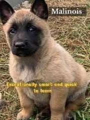 Belgian Shepherd Malinois puppies