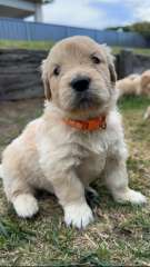 Golden Retriever Puppies