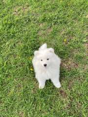 Samoyed pups for sale 