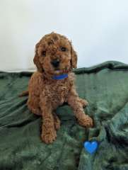 Beautiful 1st Generation Toy Cavoodles