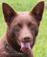 Chocolate Kelpie with Obedience and agility
