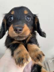Purebred mini long haired dachshund - female