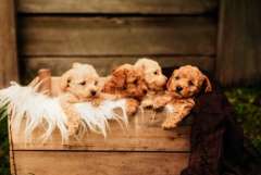 Pedigree Toy Poodle Puppies BELLAPEACH POODLES