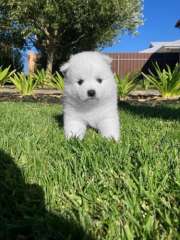 🐾 Adorable Japanese Spitz Puppies for Sale 🐾