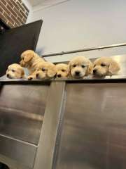 Golden Retriever Puppies